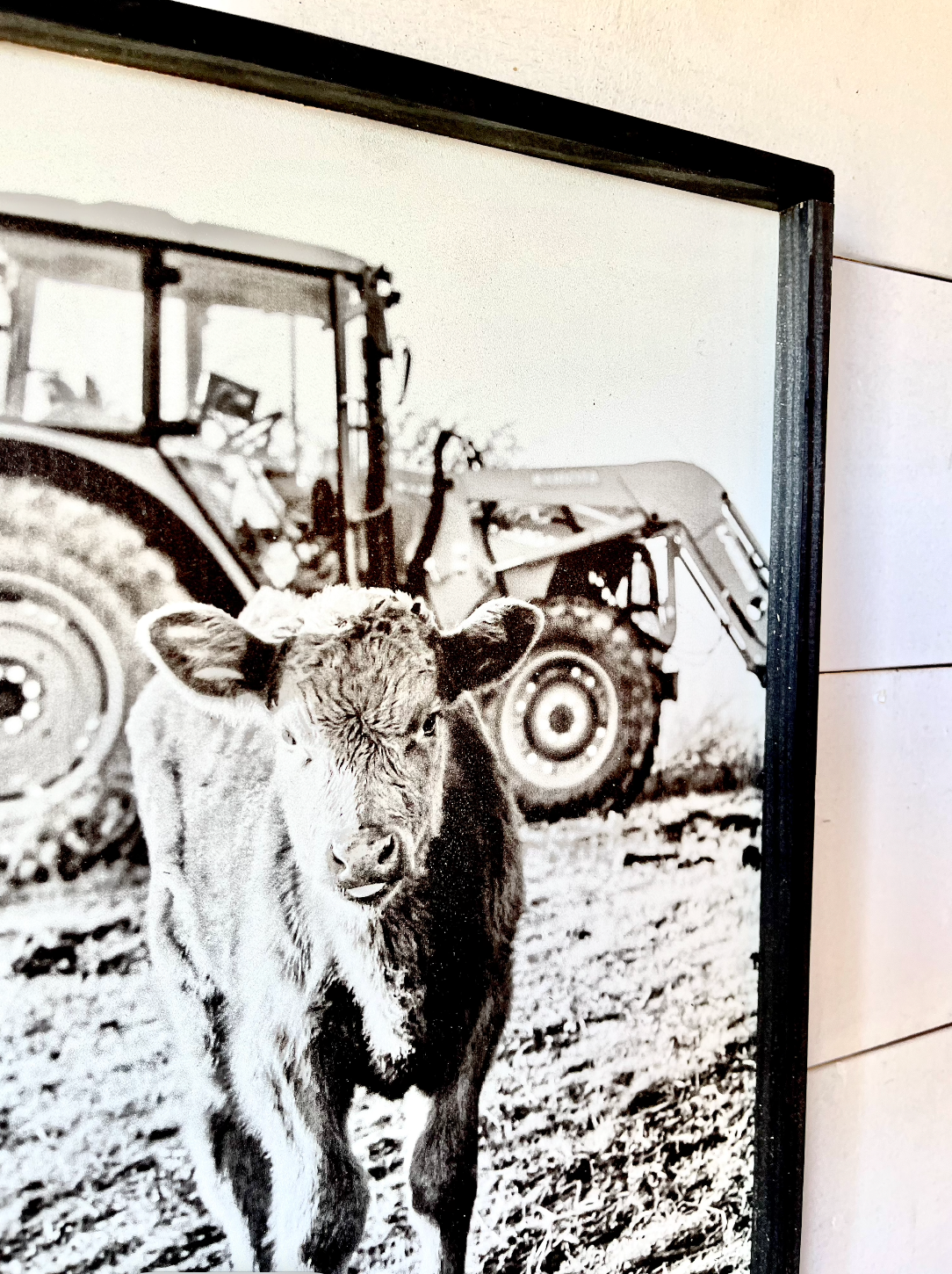 Tractor Calf Black and White Ranch Angus Calf Farm