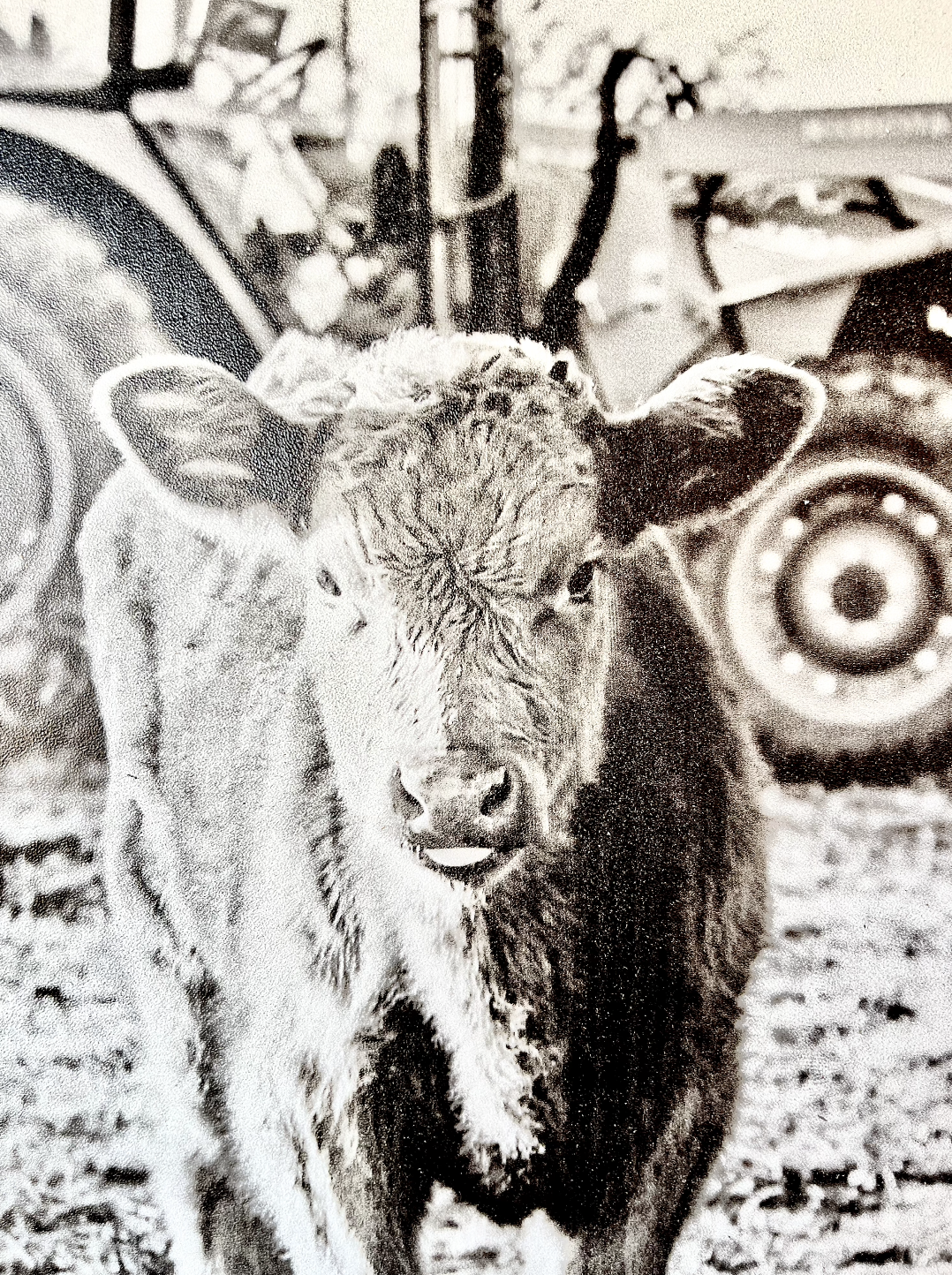 Tractor Calf Black and White Ranch Angus Calf Farm