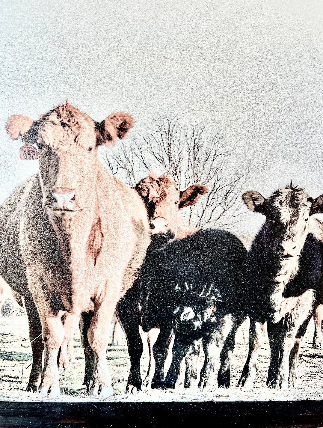 Black and Red Angus cows Calf Farm Animal