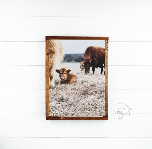 Fluffy Calf in the Field Highland Cow Wood Sign