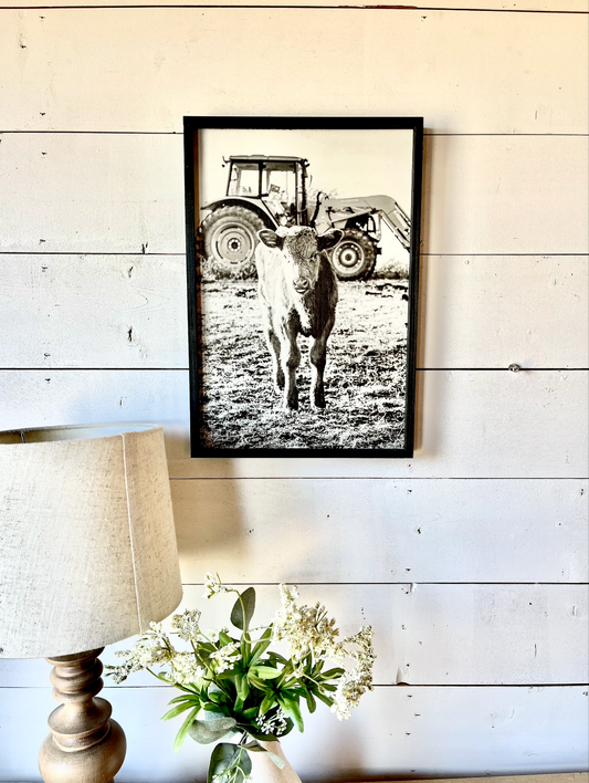 Tractor Calf Black and White Ranch Angus Calf Farm