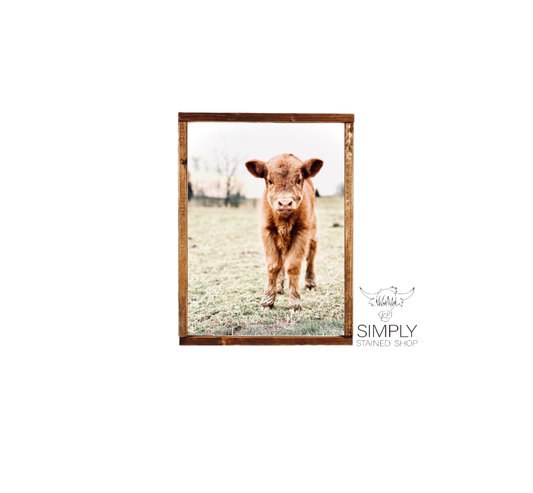 Lolas calf highland cow fluffy cow baby animal nursery farm